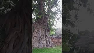 Haunting head - Wat Mahathat tree roots Buddha face
