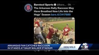 Arkansas fan catches raccoon in stands at Baum Walker Stadium