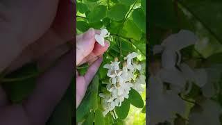 Black Locust Flower