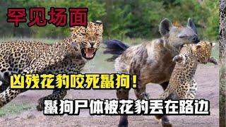8個鬣狗被各種動物爆打的場面，如獅子，花豹，鴕鳥，禿鷲，鬣狗女王等，動物大戰