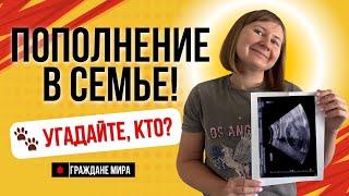 Наша жизнь в США: у нас новый член семьи!