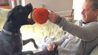 Rescue dog lights up when grandpa brings a toy