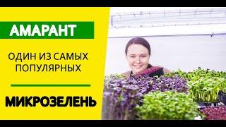 Микрозелень. Амарант. Посадка.