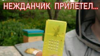 СЛУЧАЙНАЯ МАТКА ОТВОДОК ПЧЁЛ СЛЁТ