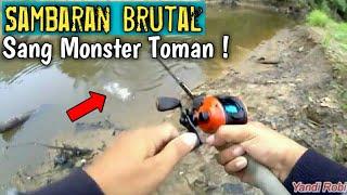 Casting Toman Eps3 - Sambaran Bertubi tubi - Fishing in Kukar