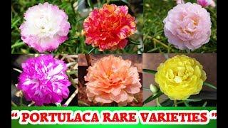 Rare Varieties of Portulaca Grandiflora Cuttings available for Sale - UNSEEN VARIETIES