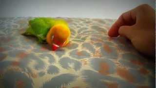 Agaporni cantando lovebird agaporniden