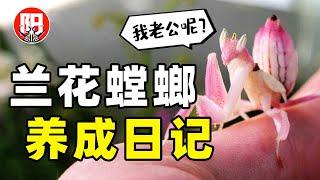 兰花螳螂养成全纪录：螳螂小姐真的会吃掉老公吗？| 小阳的昆虫世界