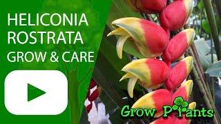 Heliconia rostrata - grow & care (Red palulu)