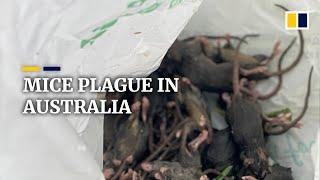 Mice plague overwhelms farmers in Australia