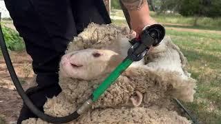 Shearing Two Years Of Growth Off A Rambouillet