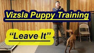 Vizsla Puppy Training- Teaching Leave It