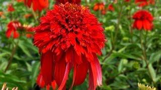 Best Perennials - Echinacea Hot Papaya (Coneflower)