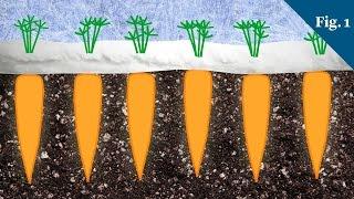 Why Carrots Taste Sweeter In Winter