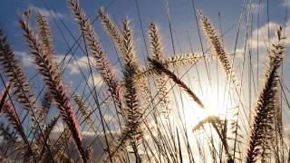 wheat, cereal, field, agriculture, Free Stock Footage, No Copyright Video