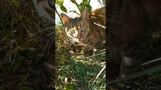 Neighbour's cat purring. #cat #cute #catlover #pets #animals #kitty