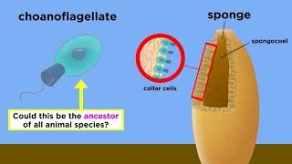 Endosymbiosis, Choanoflagellates, and the Origin of Animal Life