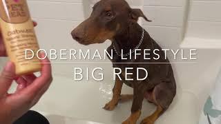 How to Bathe Your Dog At Home Tips And Tricks -DOBERMAN PINSCHER VIRAL VIDEO