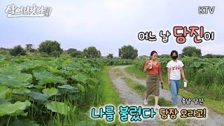 (살어리랏다 4) 어느 날 당진이 나를 불렀다! 당장오라고! ktv, koreatv, Local Editor, melon, farm, flea market (충남 당진)