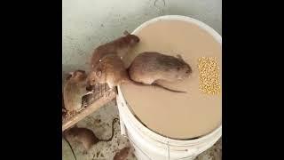 Best Mouse Trap Idea| How To Rat Catching on bucket    house Making Idea