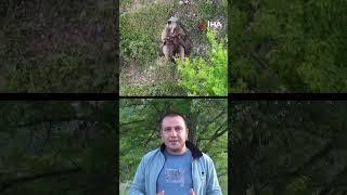 Yavrularını emziren ayı, dronla kaydedildi