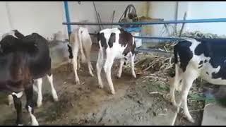 black and white color baby calf available Qaisrani cattle farm