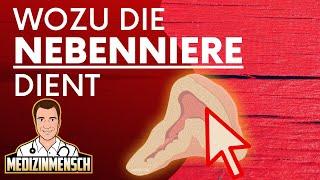 Was macht eigentlich die NEBENNIERE ? Nebennierenmark (1/2)