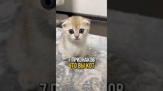 7 признаков, что вы кот 