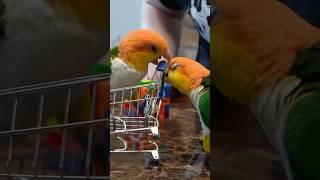 Parrot Shopping 