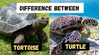 Whats The Similarities and Differences Between a Turtle and a Tortoise - Learning Video