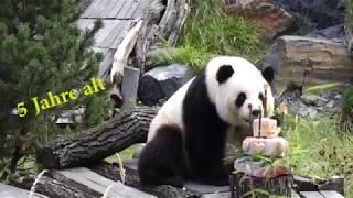 Happy Birthday Panda  Meng Meng