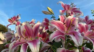 Tidy up trim of lilies after flowering #dead #flowers #success #garden #lily #bulb #plants #plant