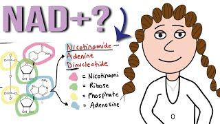 What is NAD+?