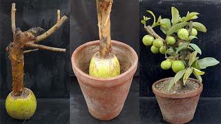 How To Grow Tree Cutting Guava Big Branches / How to propagate guava tree from cuttings