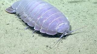 Real Isopod Hours? Sure!