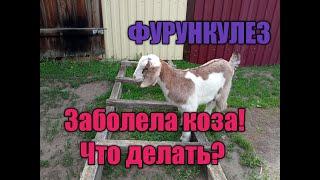 Заболела коза!!Что делать!! Чем лечить фурункулез?