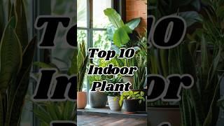 10 Indoor Plants You NEED for a Fresh Home  #PlantLovers #indoorplants @dreamfulworld3537