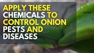 How to Control the Most Common Pests and Diseases in Onion Farming | Onion Farming in Kenya