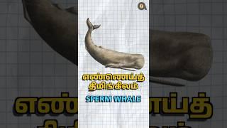 ஏன் இதோட வாந்திக்கு இவ்வளவு விலை?! | Why Sperm Whale Vomit is Expensive?! | Animaltube Tamil