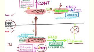 Parkinson’s Pharmacology - Neurology