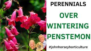 HOW TO CUT BACK PENSTEMON - CUTTING BACK PENSTEMON FOR WINTER