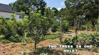 Backyard Orchard Culture Is Not Commercial Orchard Culture| Planting Two Jujube Trees in One Hole