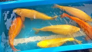 Konishi Koi Farm Super Jumbo Karashigoi Growth Update 10/10/2020