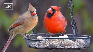 Fall backyard: Chubby northern cardinals get ready for the first snow. #birds #birdlovers