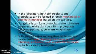 Protoplasts and sphaeroplasts