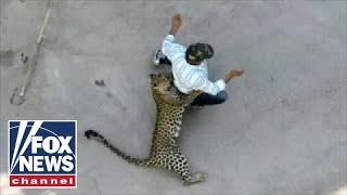 WILD video: Leopard attacks residents in Indian city