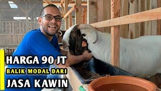 GUDANGNYA KAMBING BOER FULLBLOOD 1000 EKOR DI EB FARM @INDRA PALUPI CHANNEL