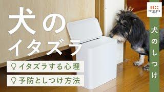 【犬がイタズラ】する3つの理由と対策方法をドッグトレーナーが解説！（犬のしつけ / 子犬 / 保護犬）