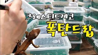 폭탄드랍=폭탄세일