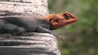 Agama Lizards of Tanzania